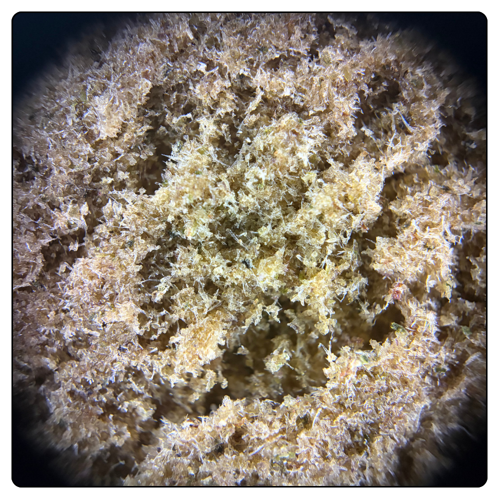 DRY SIFT RASPBERRY