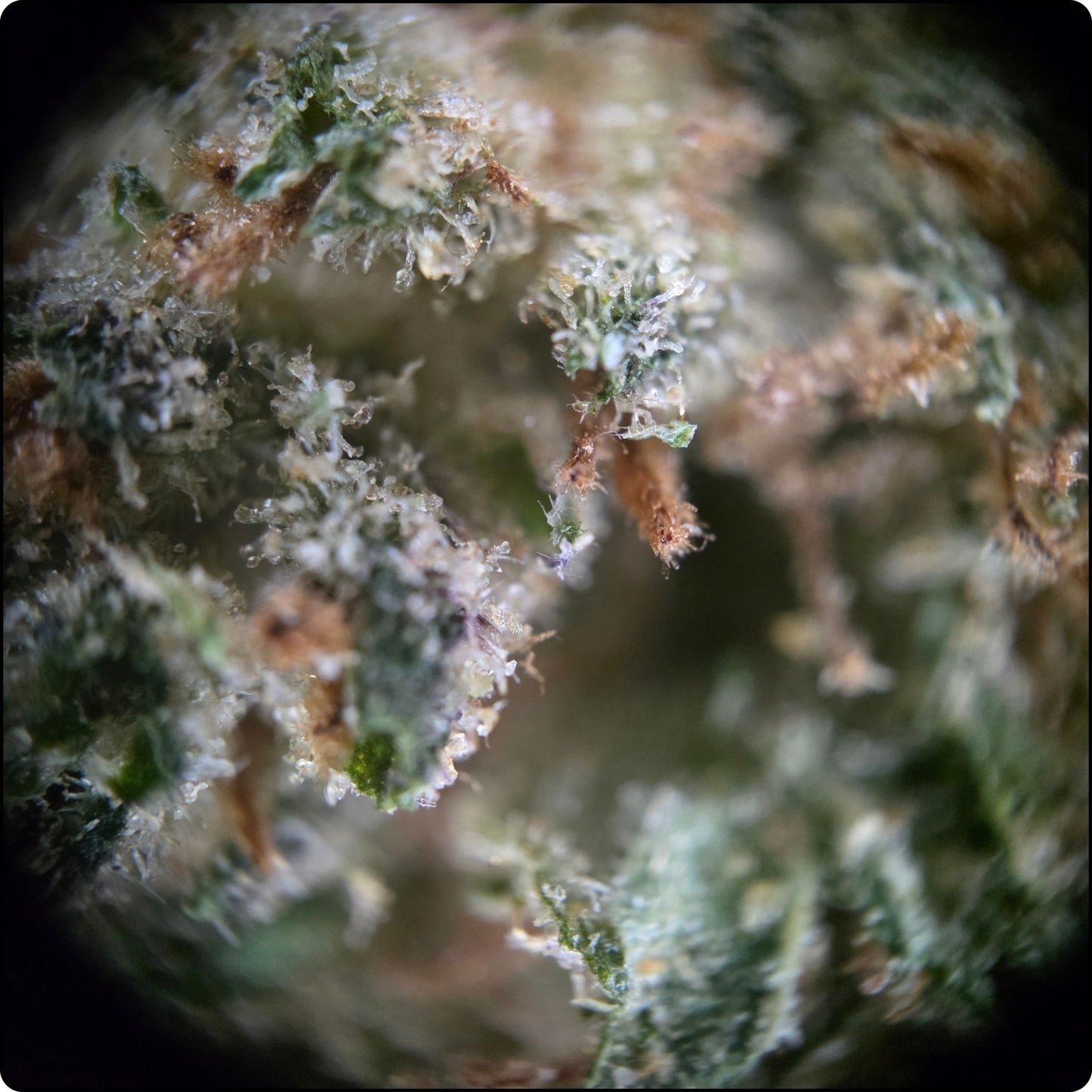 MIMOSA