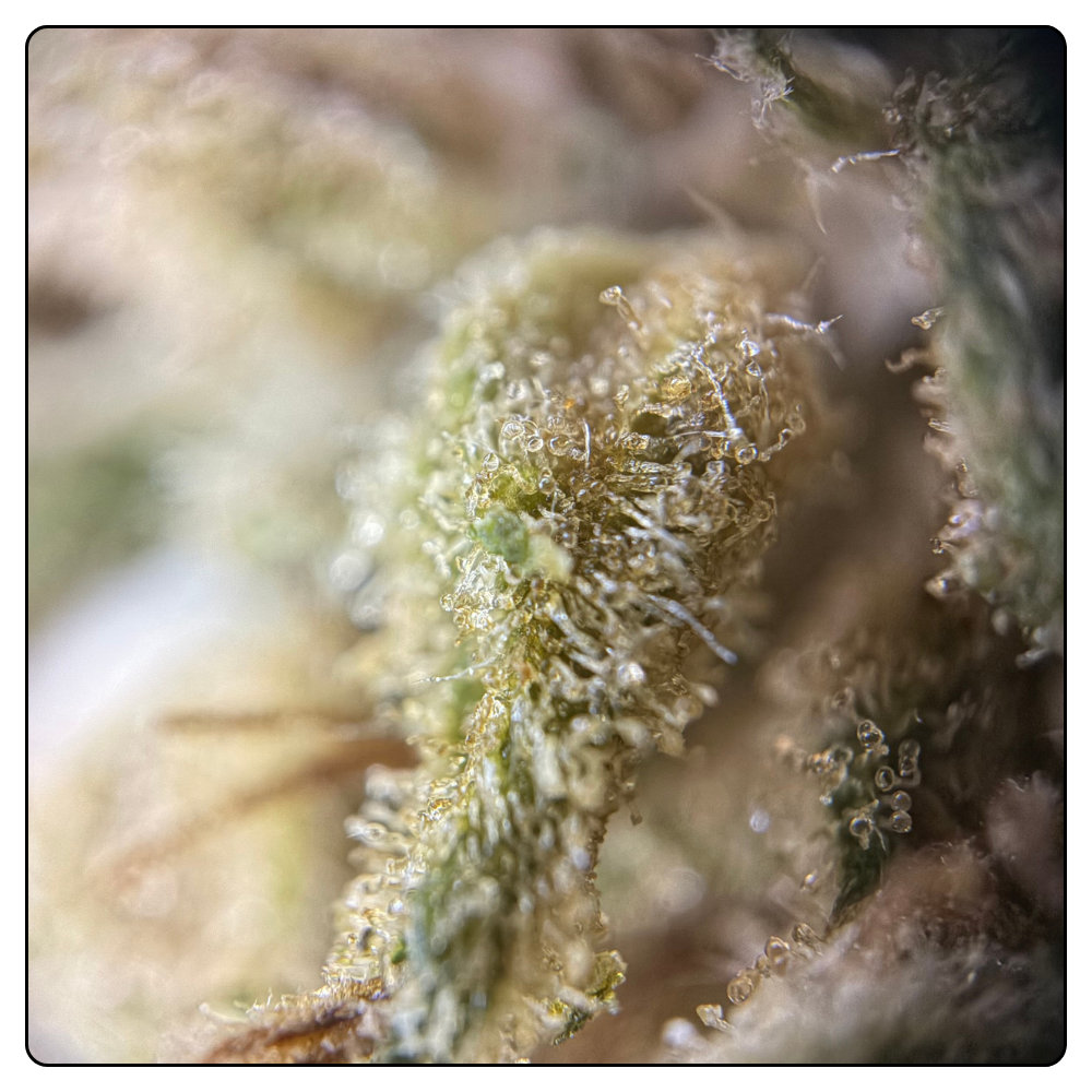 ORANGE BITTER