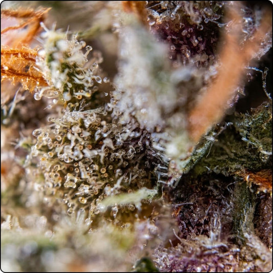 RAINBOW SHERBET