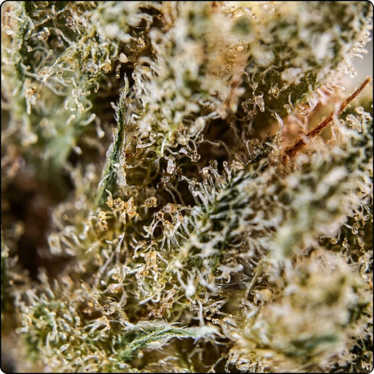 CHERRY PIE