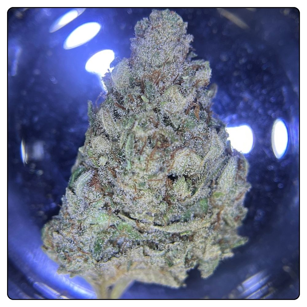 MINT GOOSE