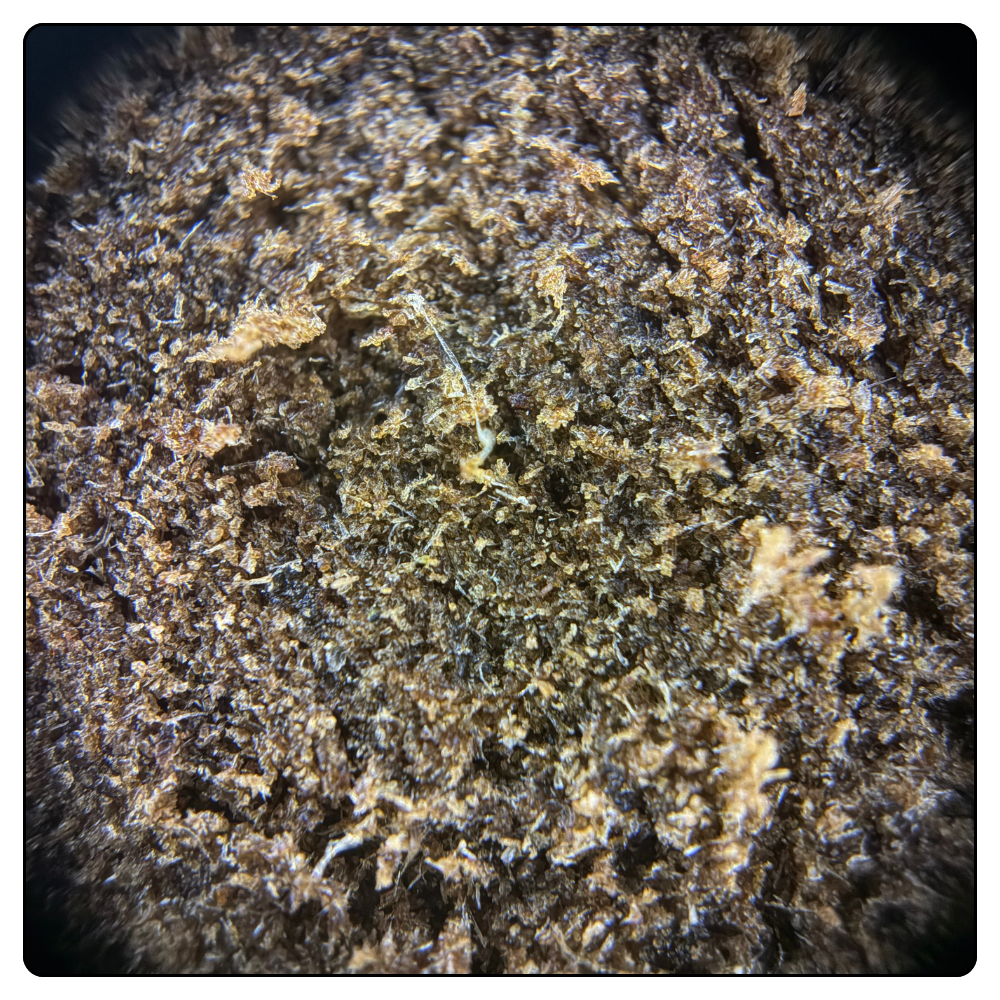 BUDDER V CBG
