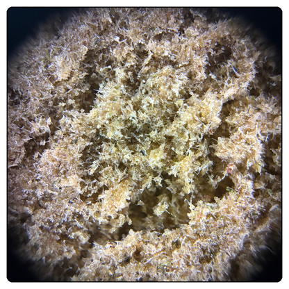 DRY SIFT RASPBERRY
