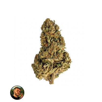 MIMOSA