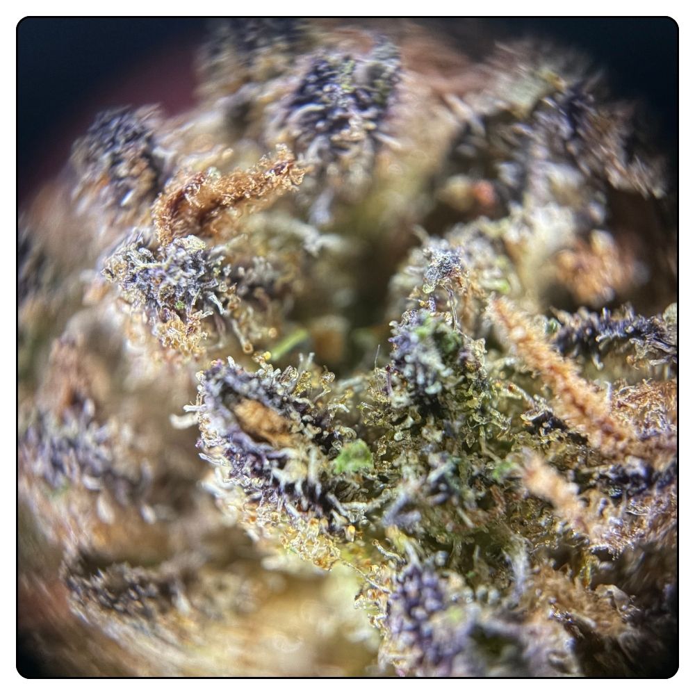 BLUEBERRY MUFFIN