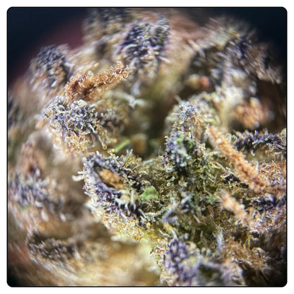 BLUEBERRY MUFFIN