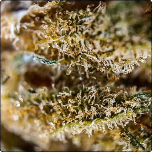 MIMOSA