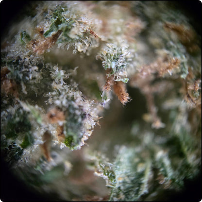 MIMOSA