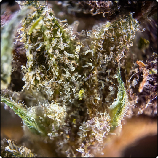 STRAWBERRY KUSH
