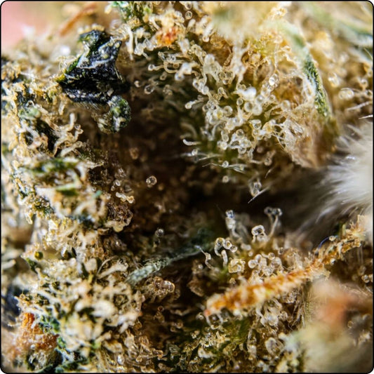 GELATO