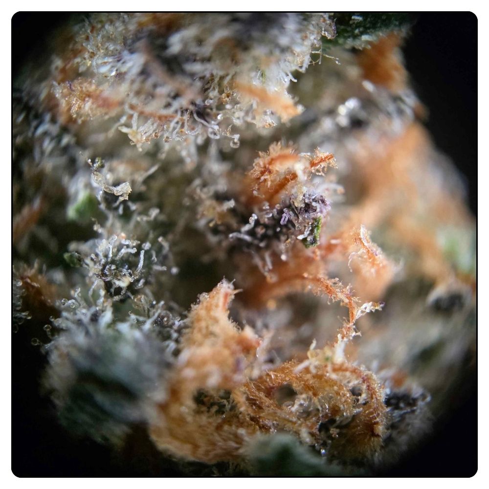 SUNSET BERRY