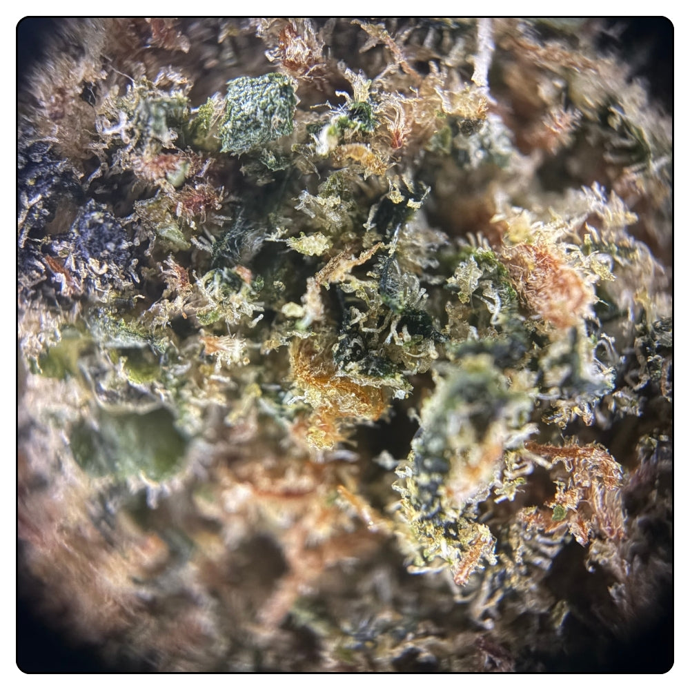 GELATO