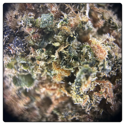 GELATO