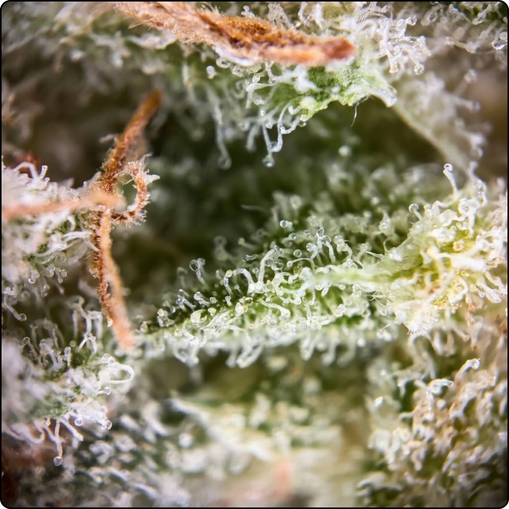 PAYTON'S STRAWBERRIES, zoom
