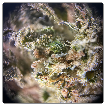 BLUEBERRY