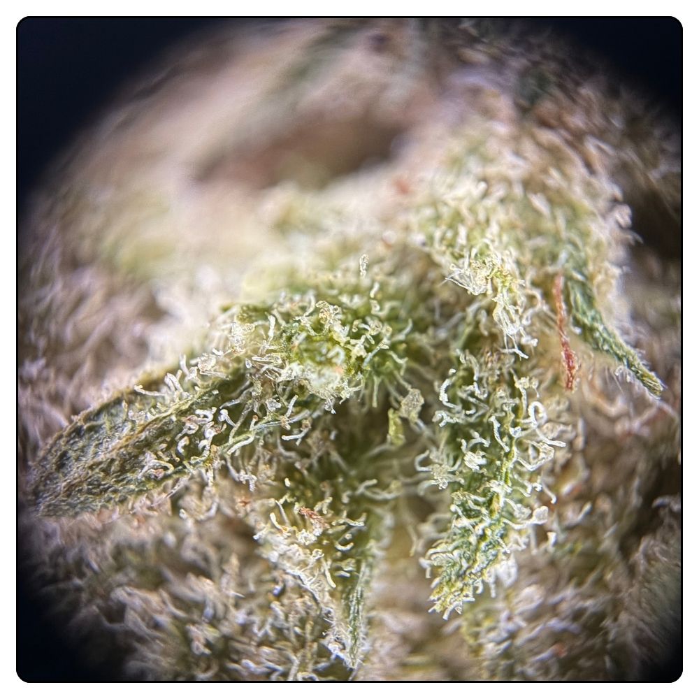 CHERRY PIE