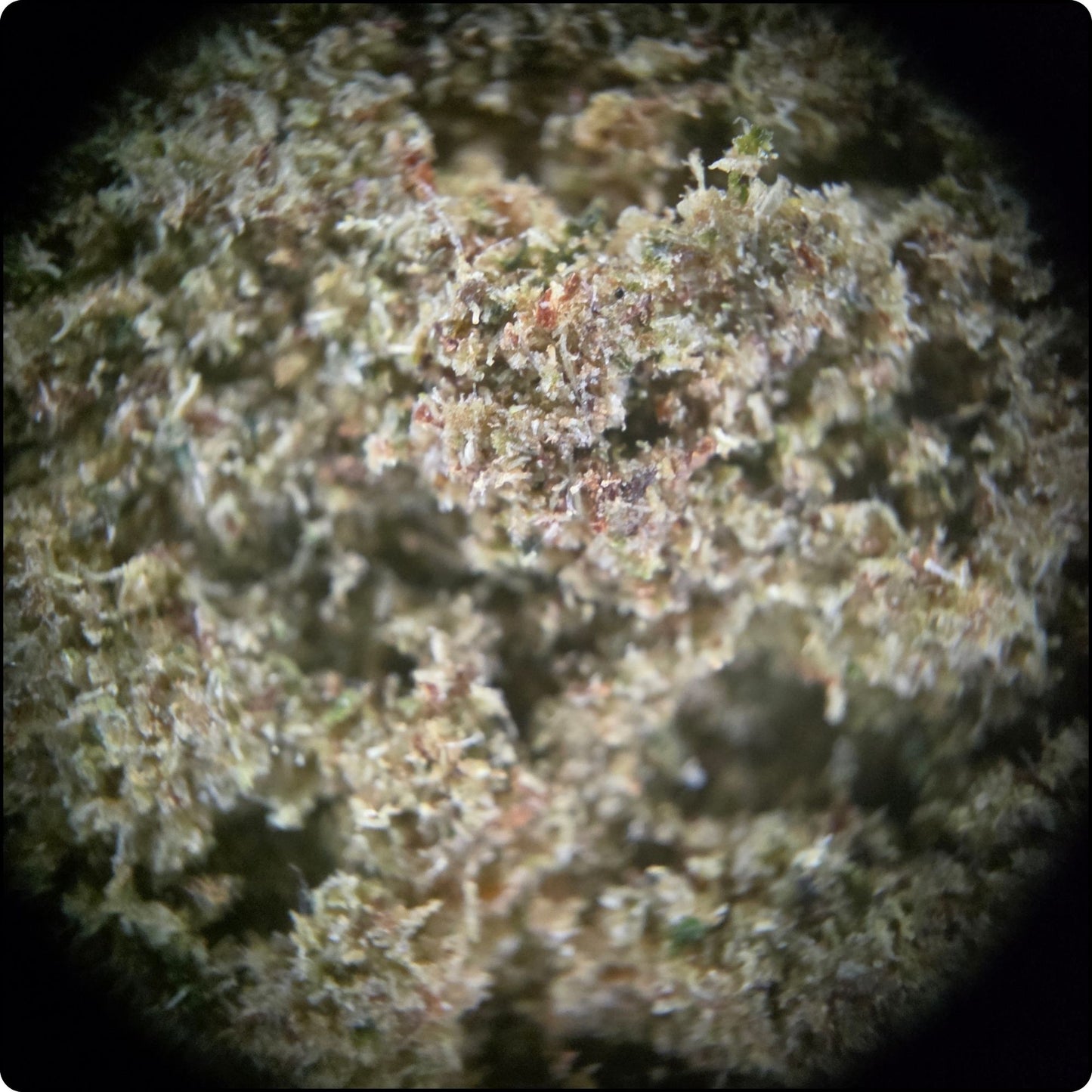 PEACH KUSH