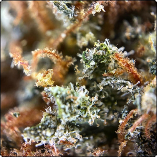 ROYAL BERRY