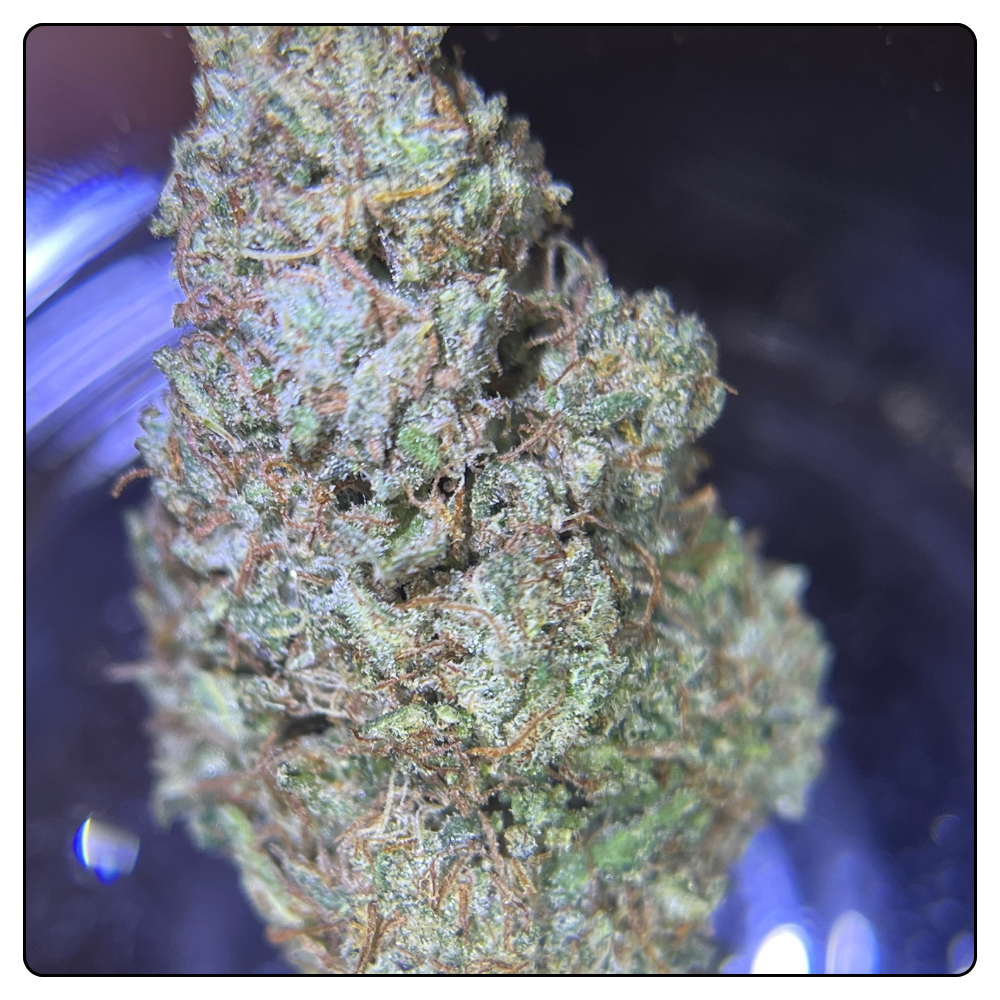 SKUNK JAM