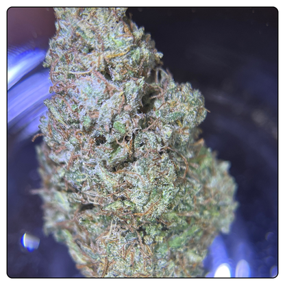 SKUNK JAM
