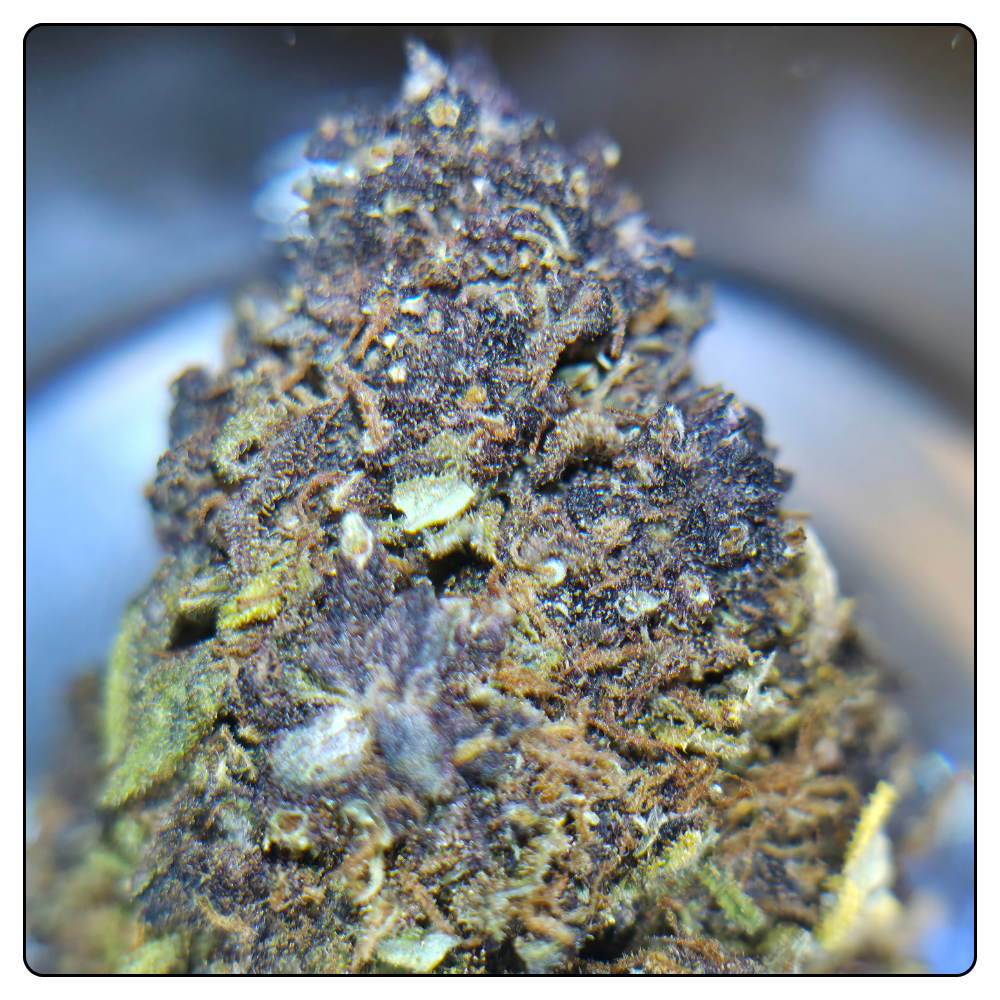 purple runtz cbd mister kana