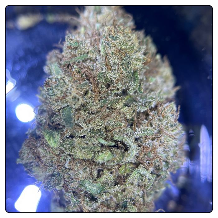 ORANGE BITTER – Image 2