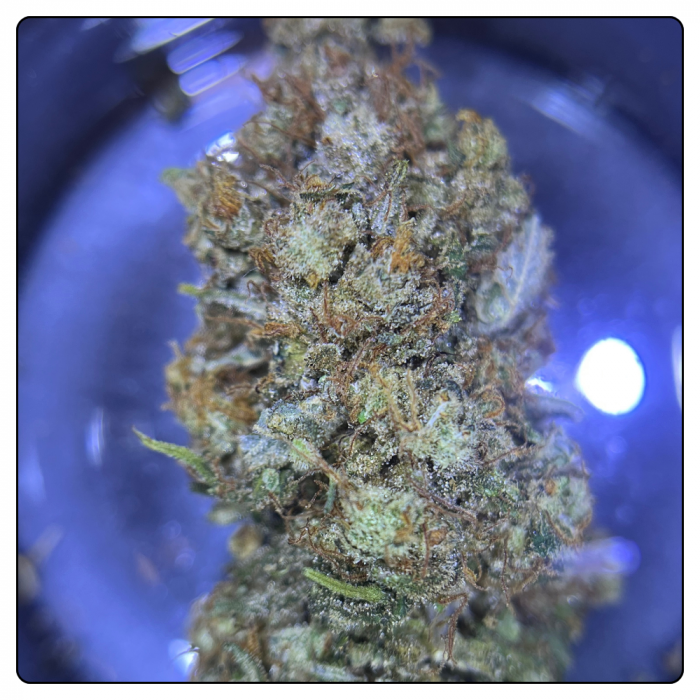 TANGIE KUSH – Image 2