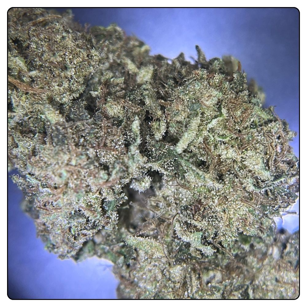 SHIVA DANCE – Image 2