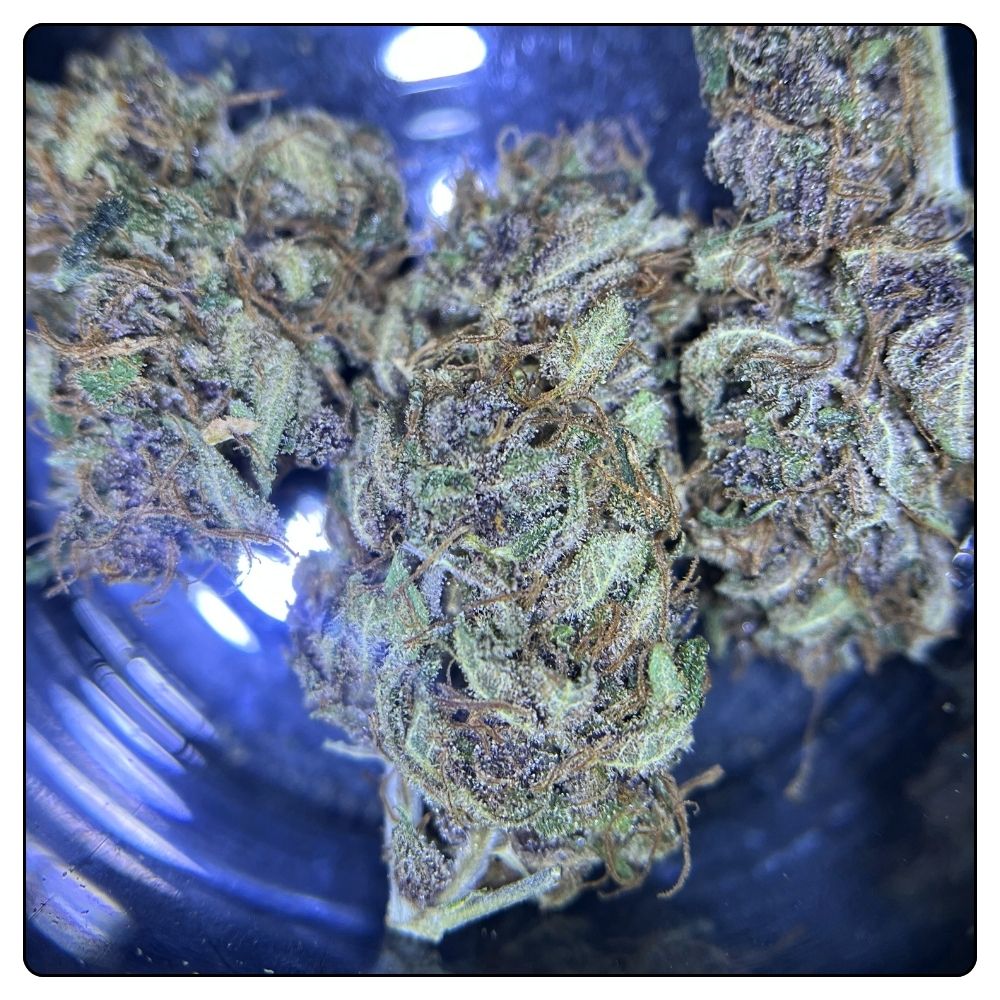 OCARINA OF GAZ – Image 2