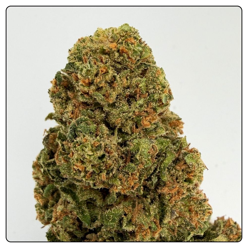 MIMOSA – Image 2