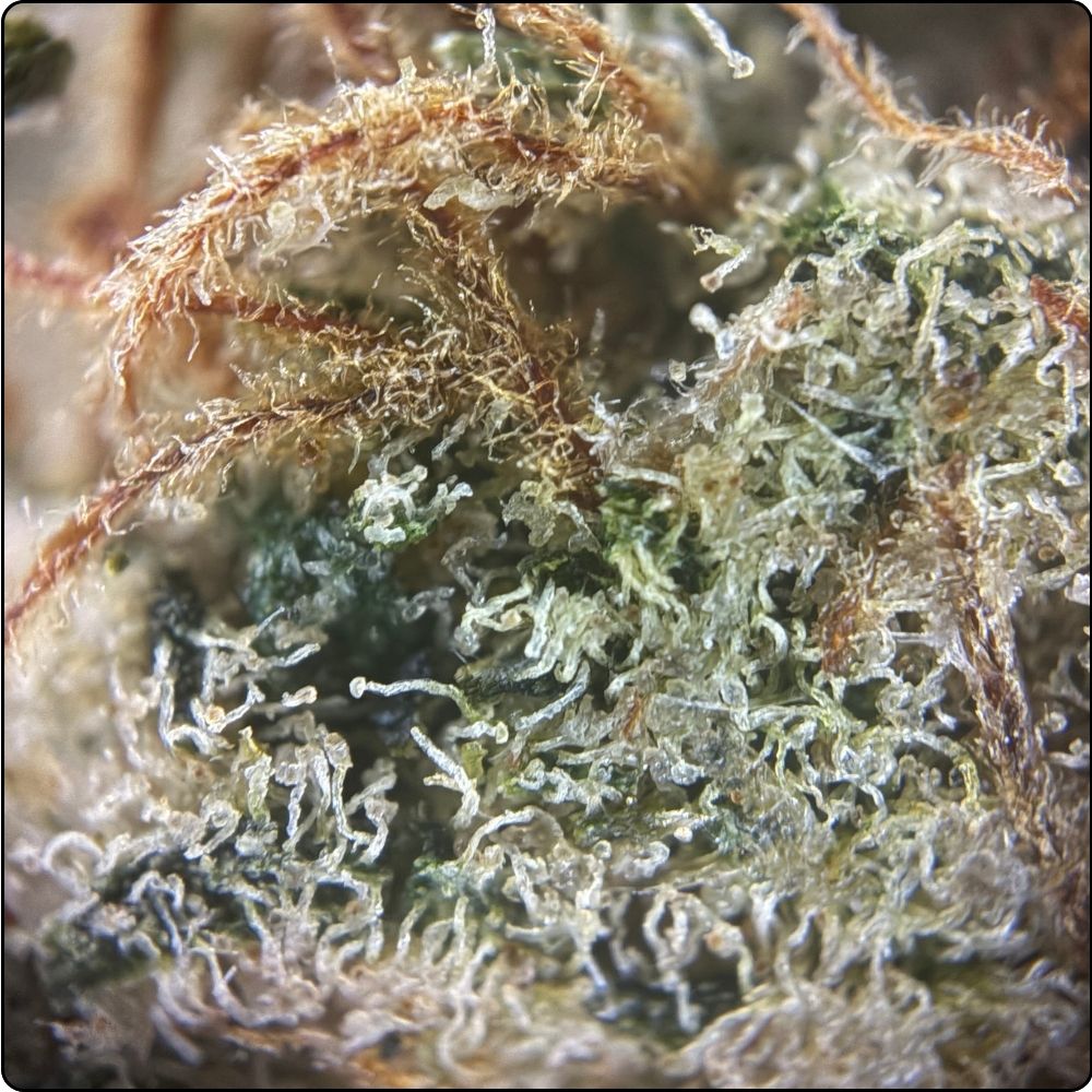 sweetparadis bigZOOM